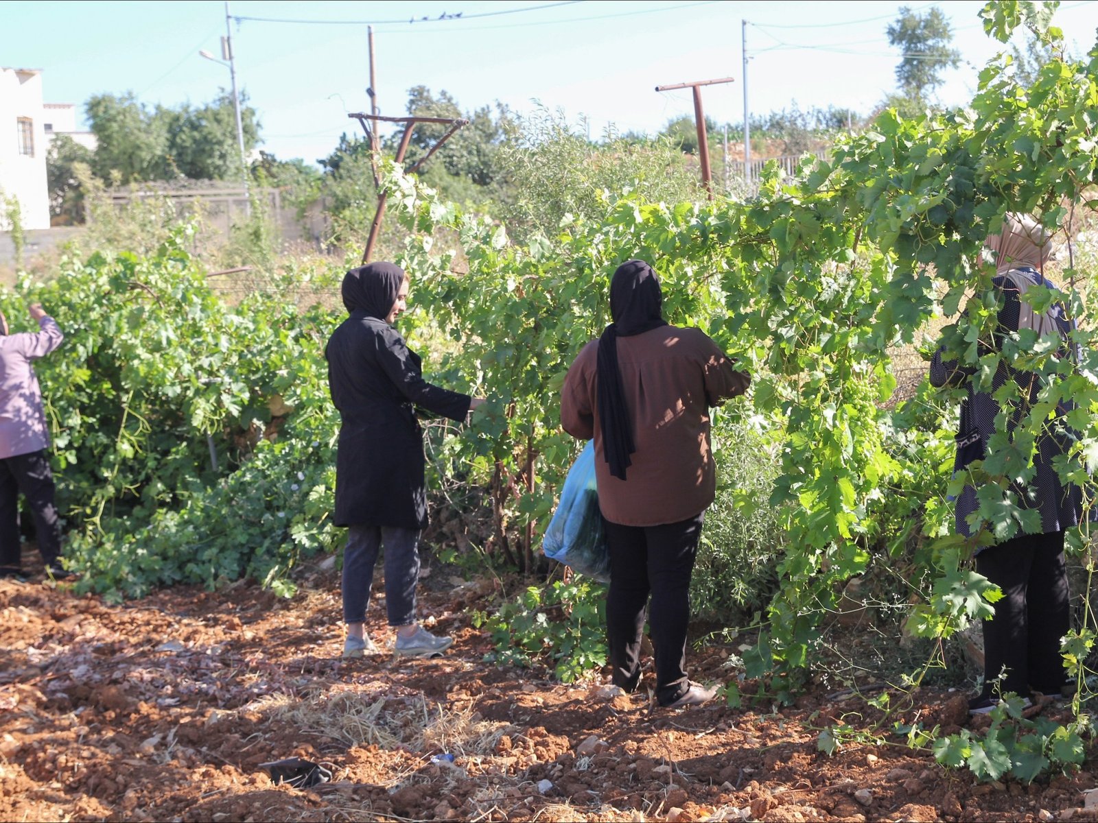 Paradise lost: How Israel is making war on West Bank farmers