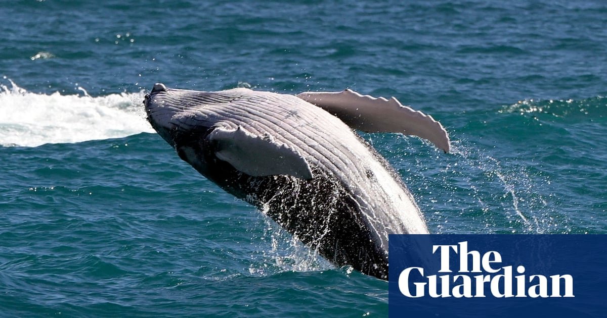 Pacific gray whales facing ‘catastrophic’ die-off as climate crisis hits food supply