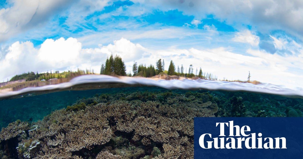 Norfolk Island’s unique corals under triple threat from disease, El Niño and now government-approved dredging