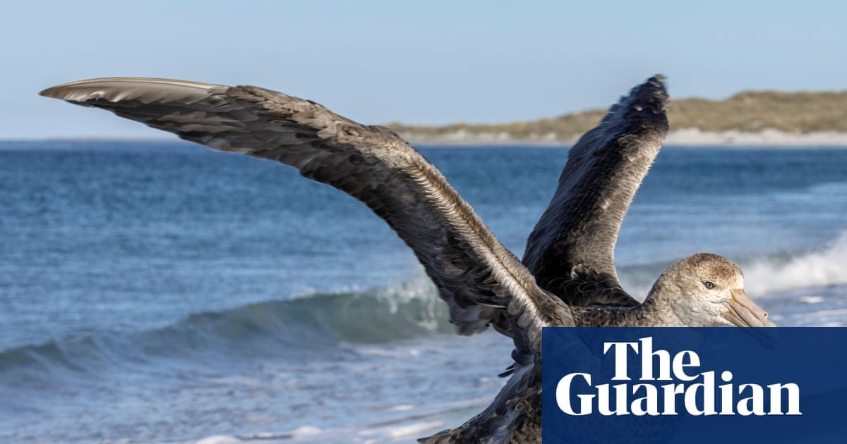 NSW records first suspected case of deadly H5 bird flu as virus reaches Australia’s east coast