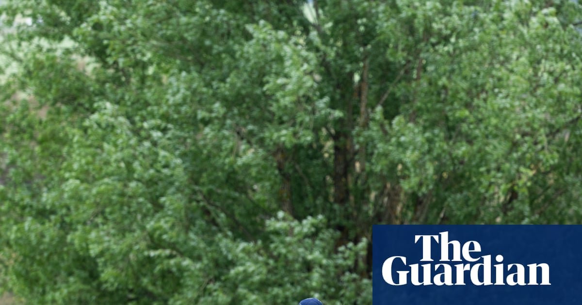 The Hotspot | Why willows put the rest in the shade when cricket goes planting trees