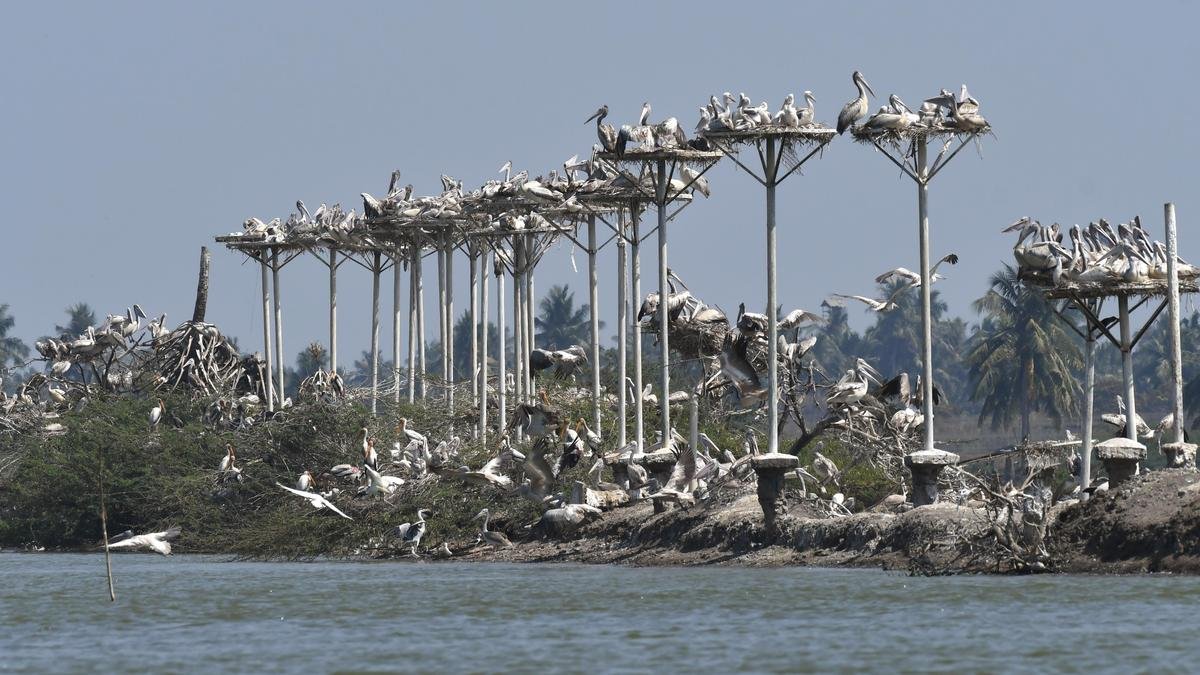 Action against illegal fish ponds in Kolleru Wildlife Sanctuary brooks no delay, Supreme Court panel tells A.P. government