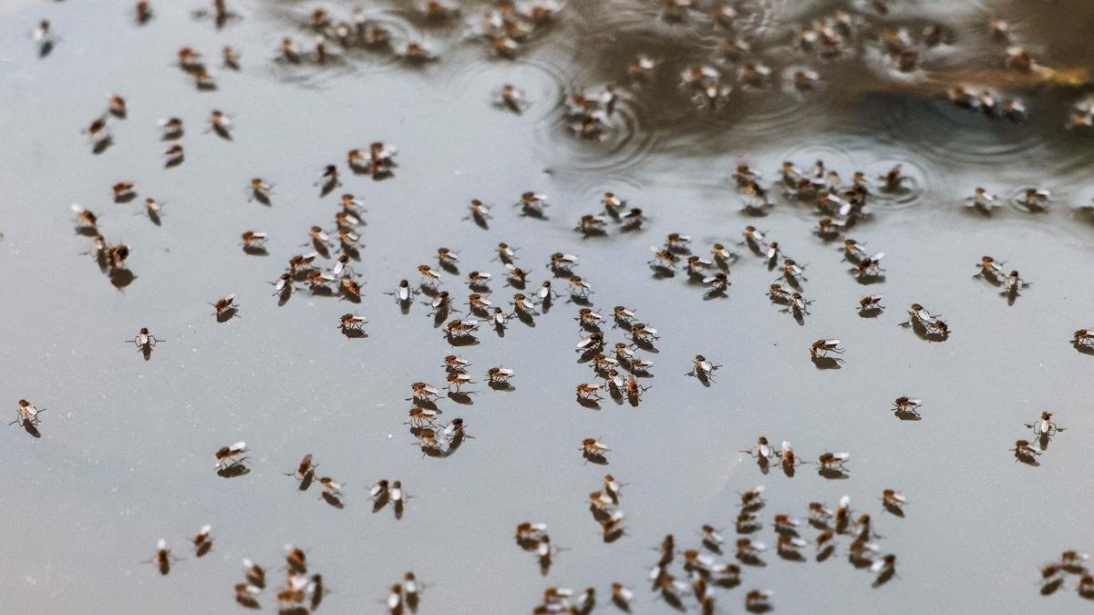 Bangladesh warns of dengue surge as weather aids spread