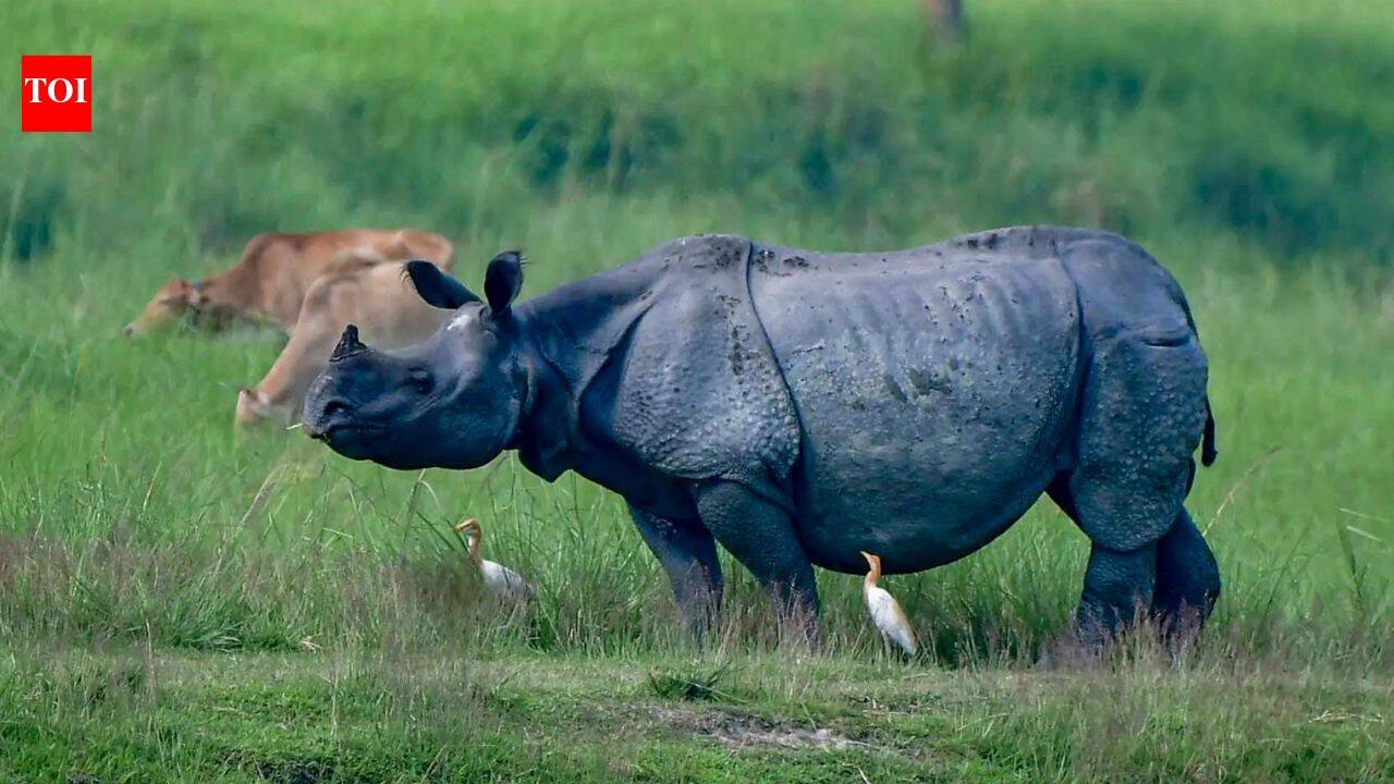 Why Assam wants to shrink Kaziranga National Park's eco-sensitive zone - explained