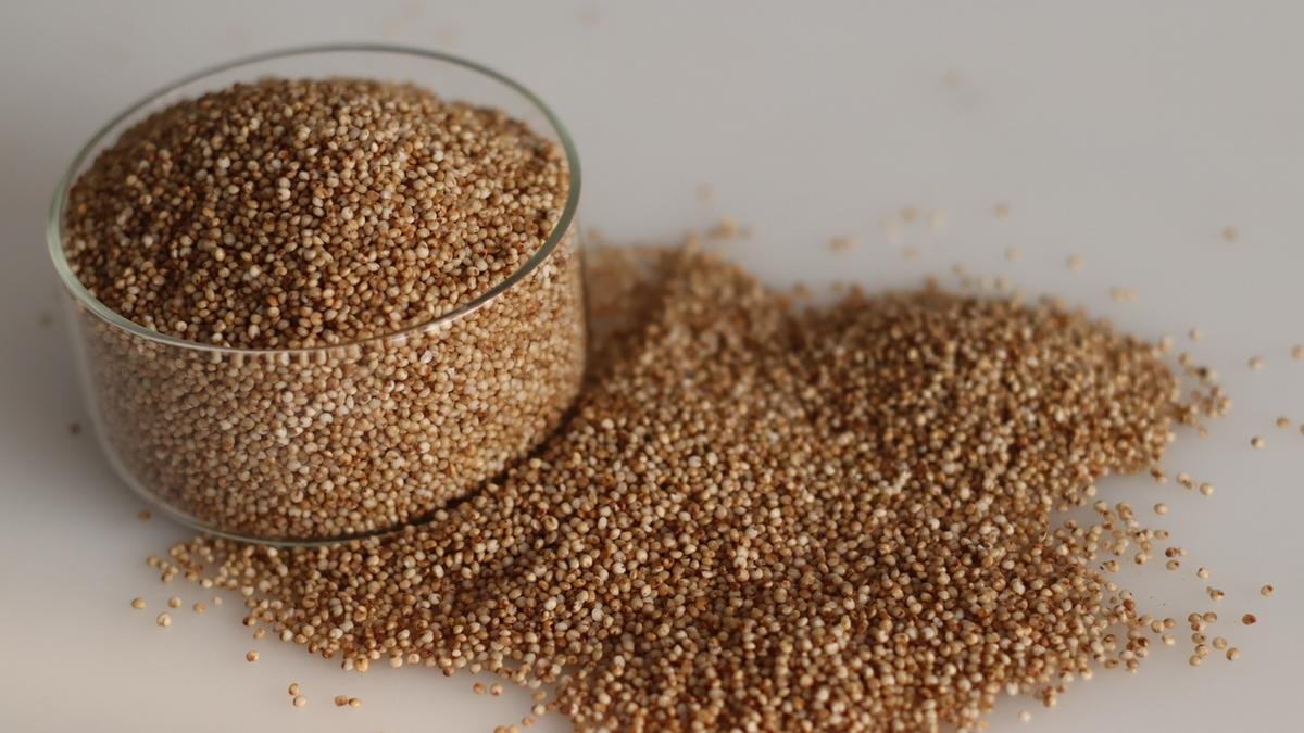 Millet fortified with iron, zinc does not harm toddlers’ gut health, study finds