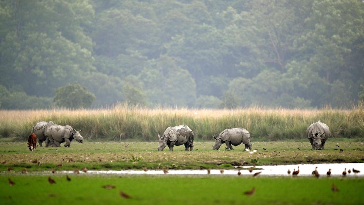 Four years after Supreme Court-formed panel’s nudge, Assam mum on construction in Kaziranga animal corridors