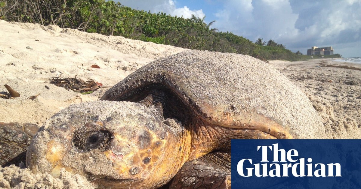 Florida sets record for sea turtle nests but Trump move could stall recovery