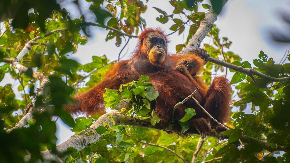 'People could get hurt': Conservationists decry AI wildlife visuals
