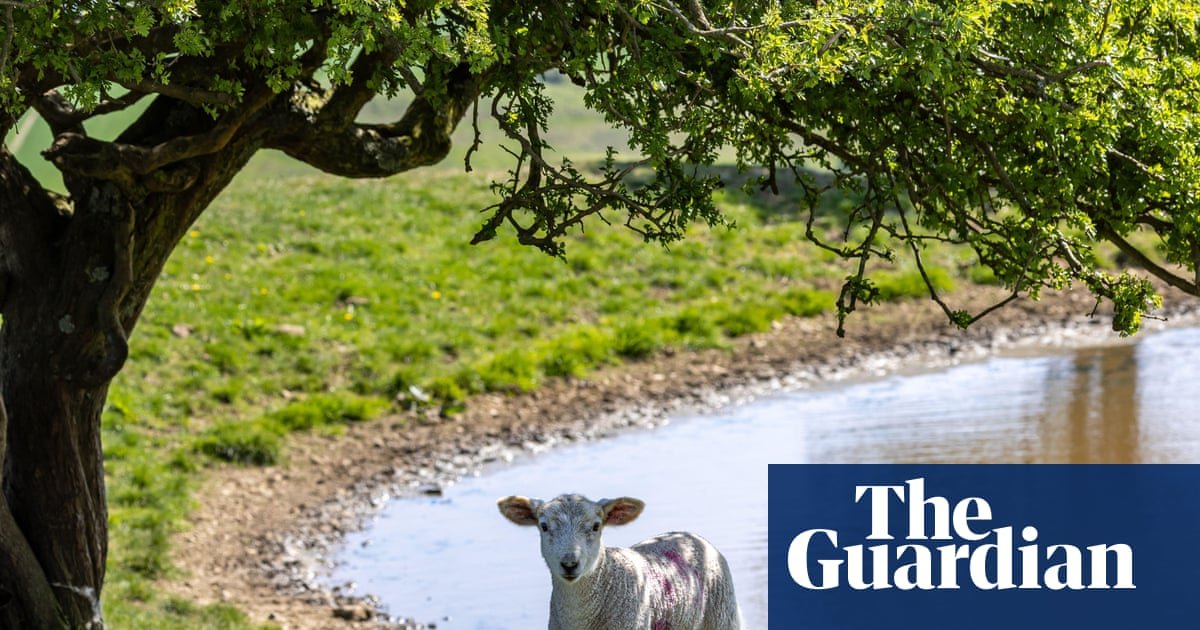Milk, wine, salad: how your food will be affected by the summer of heat