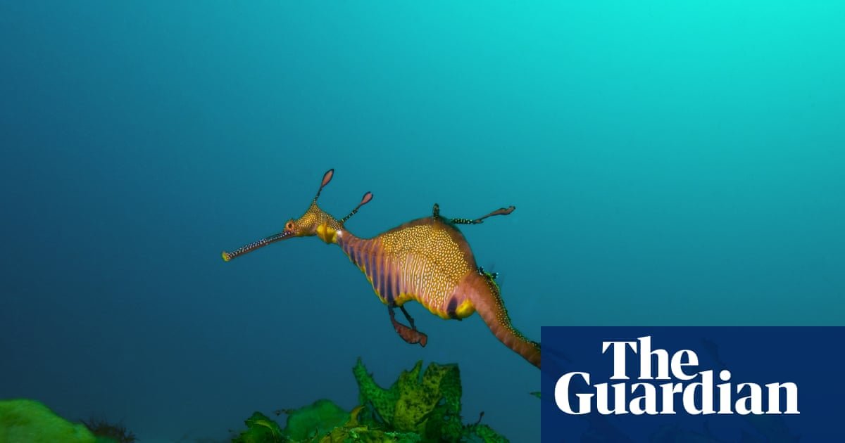 Australia’s marine parks protect ‘places no one goes’ rather than fragile waters near the mainland, scientists say