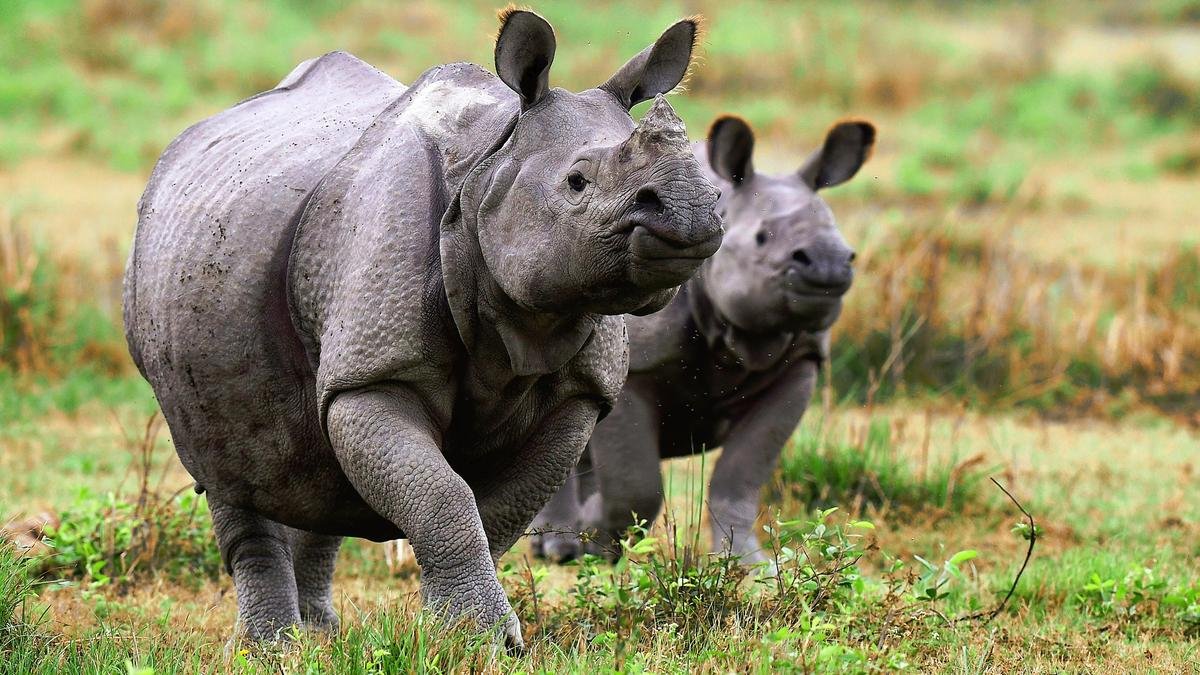 Why is Kaziranga’s Eco-Sensitive Zone in focus? | Explained