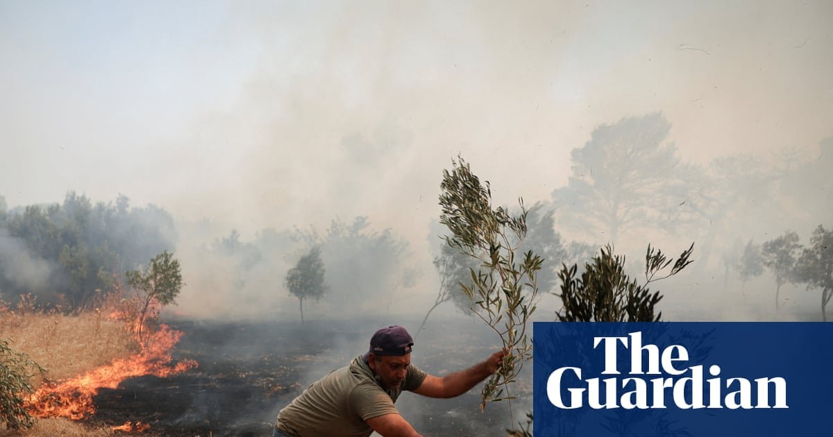 Price of olive oil expected to rise again as European crops feel the heat