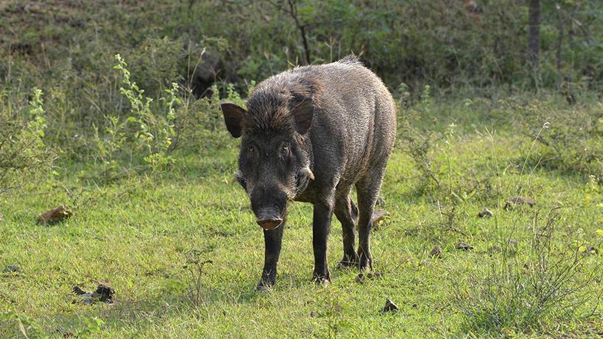 ICAR develops indigenous vaccine for African swine fever