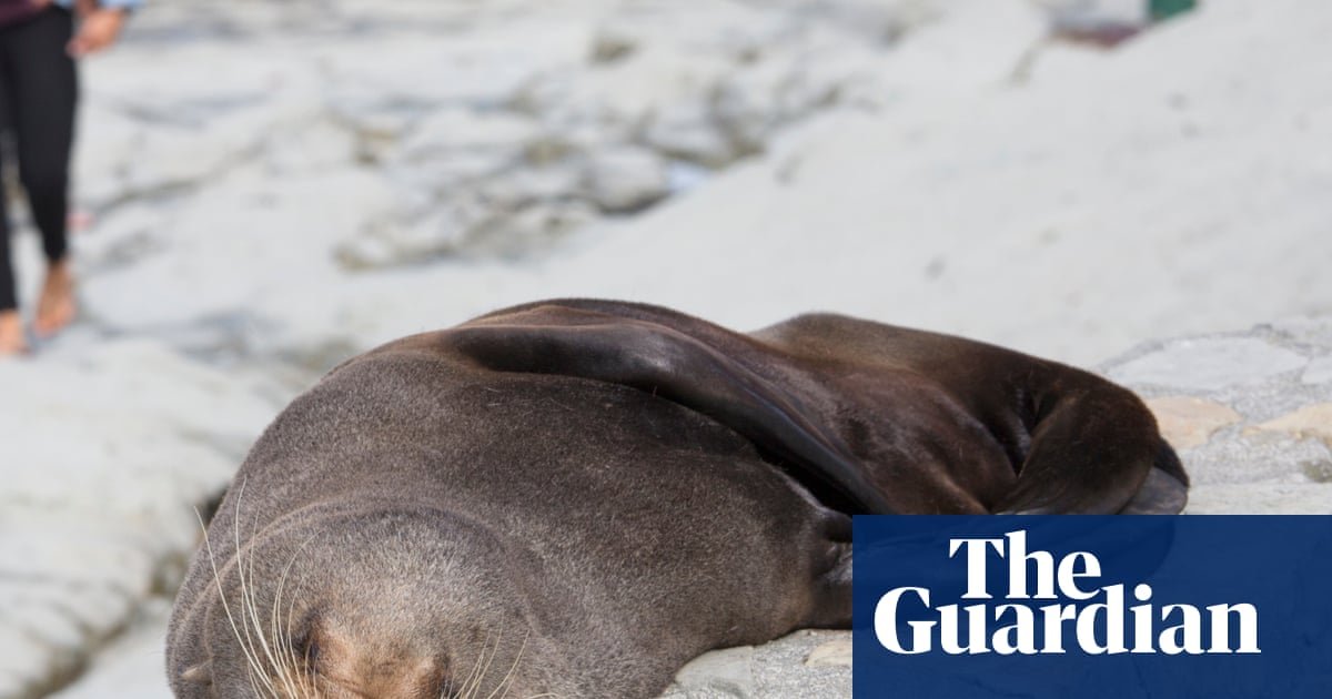 Fur seal‘s death marks first Australian mainland mammal fatality from spreading H5 bird flu strain