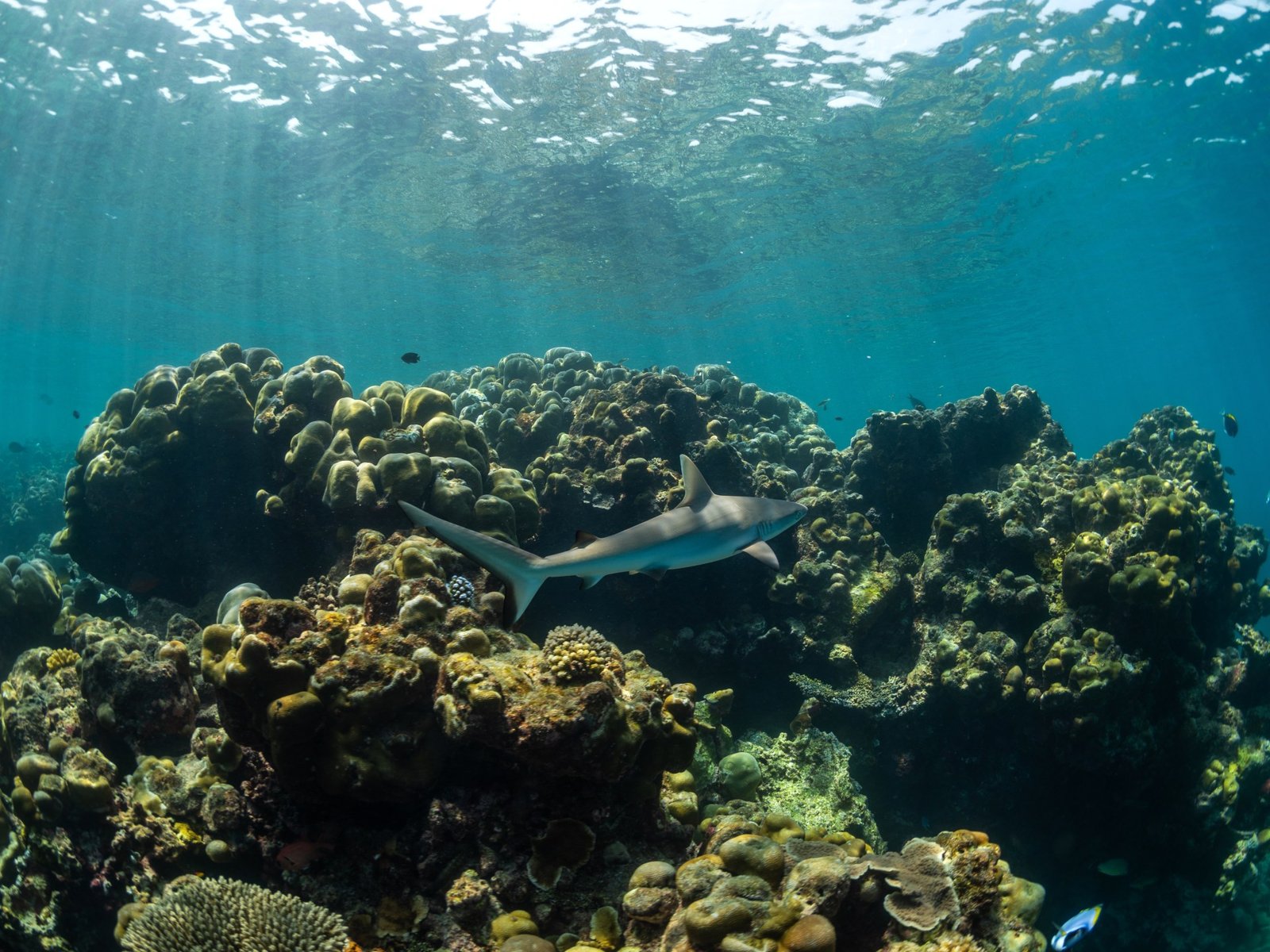 Global coral reef coverage risks irreversible decline, new report warns