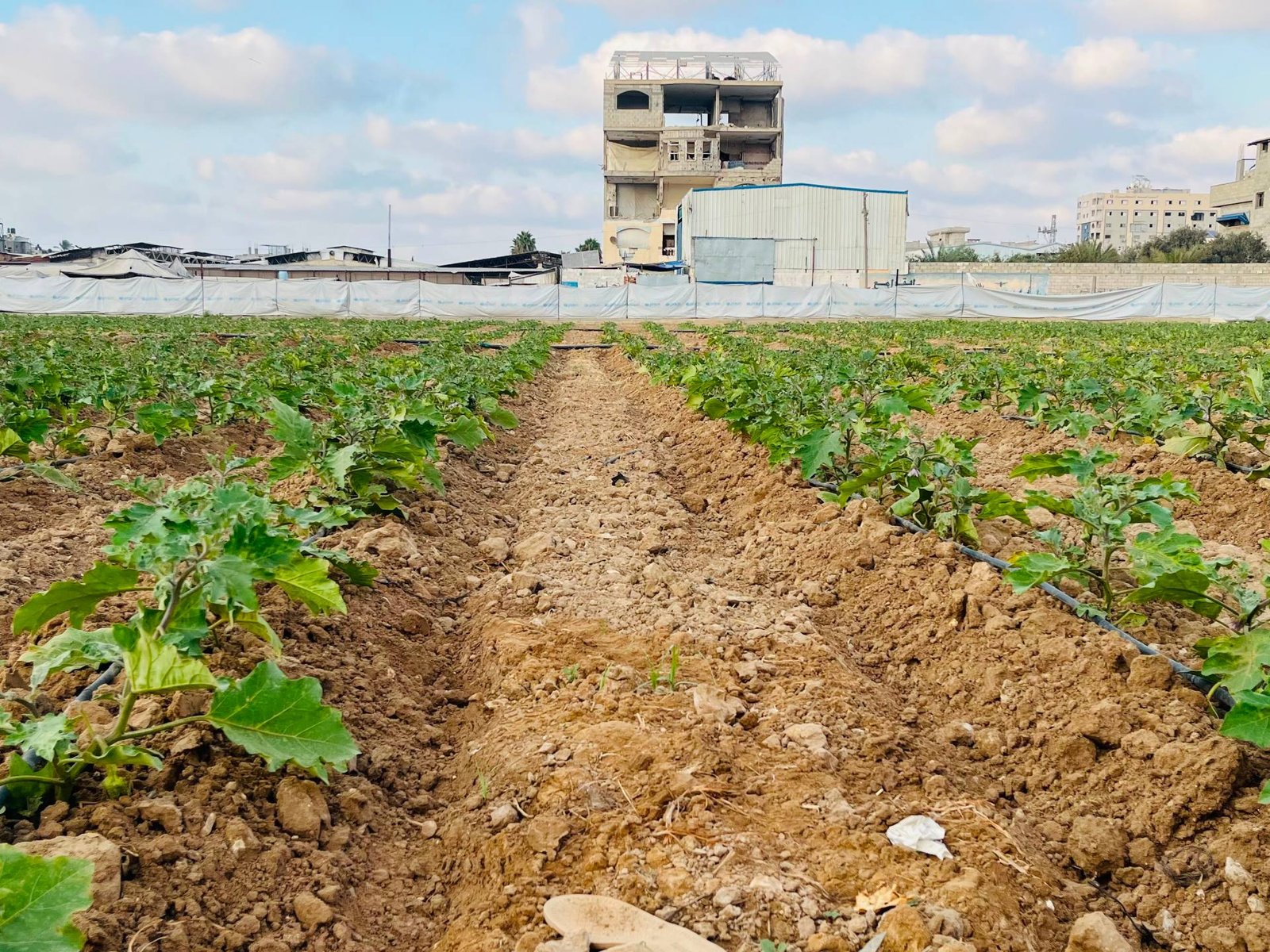 Small-scale projects offer hope for Gaza farmers rebuilding lives