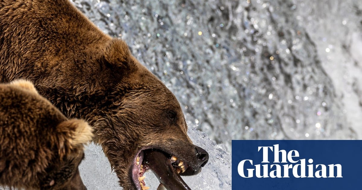 Gorging on bearcam: the livestream of big beasts eating that draws millions