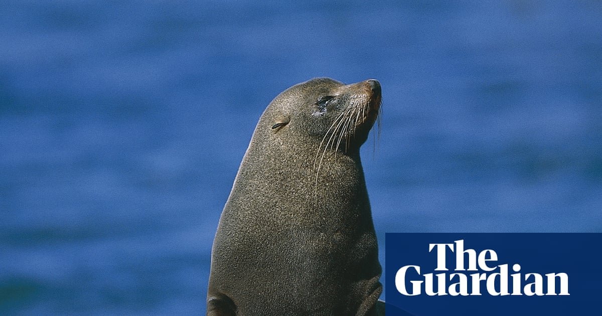 Australia has just 12,000 sea lions left – and ‘carnage’ may await them as bird flu takes hold, scientists warn