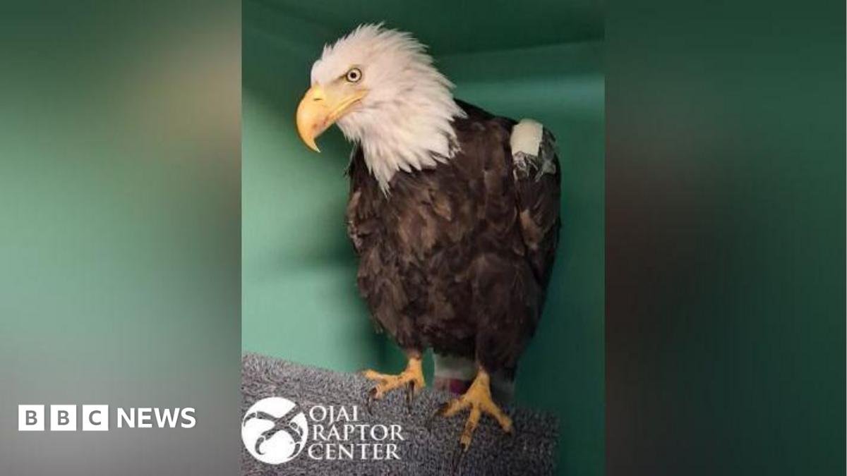 Jackie, the famous California bald eagle, dies after weeks of intensive care