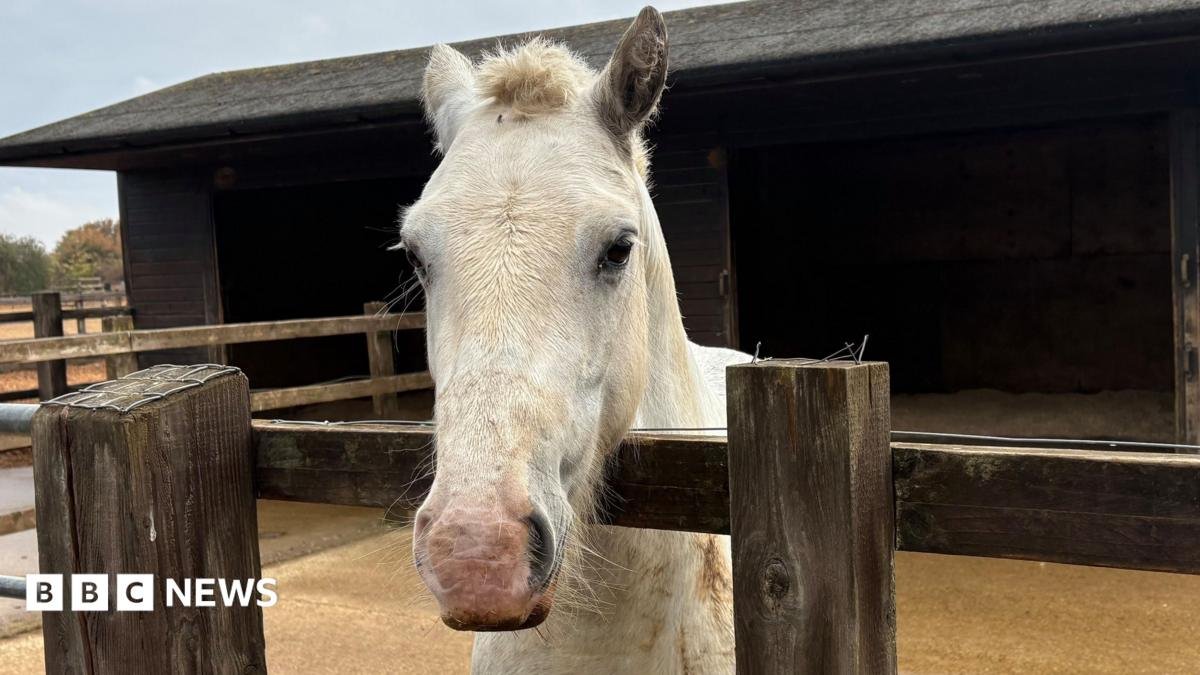 Concern more horses being given up over rising costs