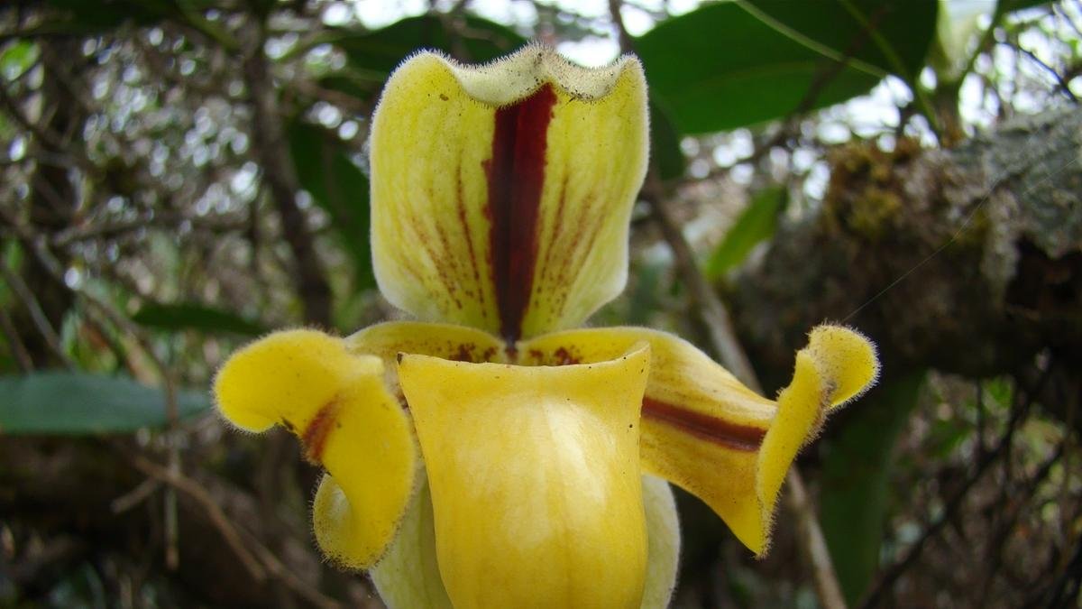 New checklist by Keralam research team records 3,261 flowering plant species in Agasthyamalai Biosphere Reserve