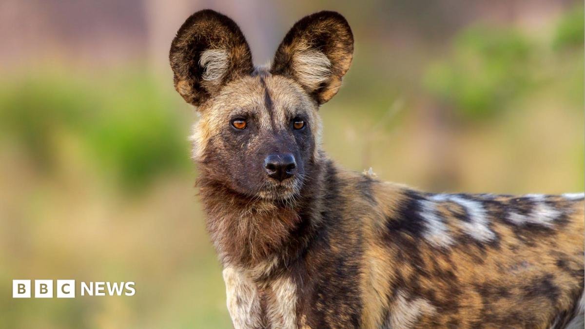 Wild dogs record 2,500-mile trek across Africa in search of a mate