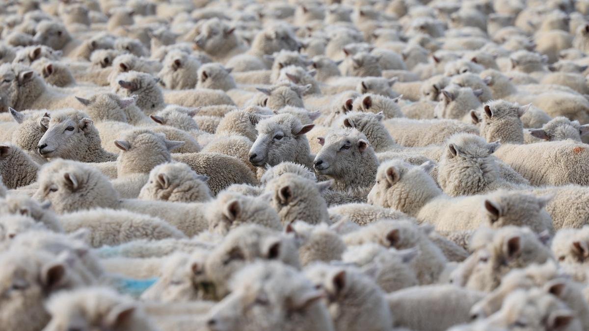 Mongolian herders enlist new tech against harsher, drier climate