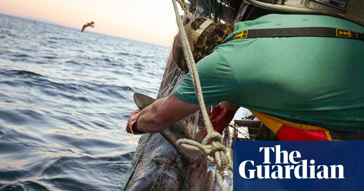 Trump’s executive order on recreational fishing is a ‘giveaway of fish and ocean ecosystem’, advocates warn