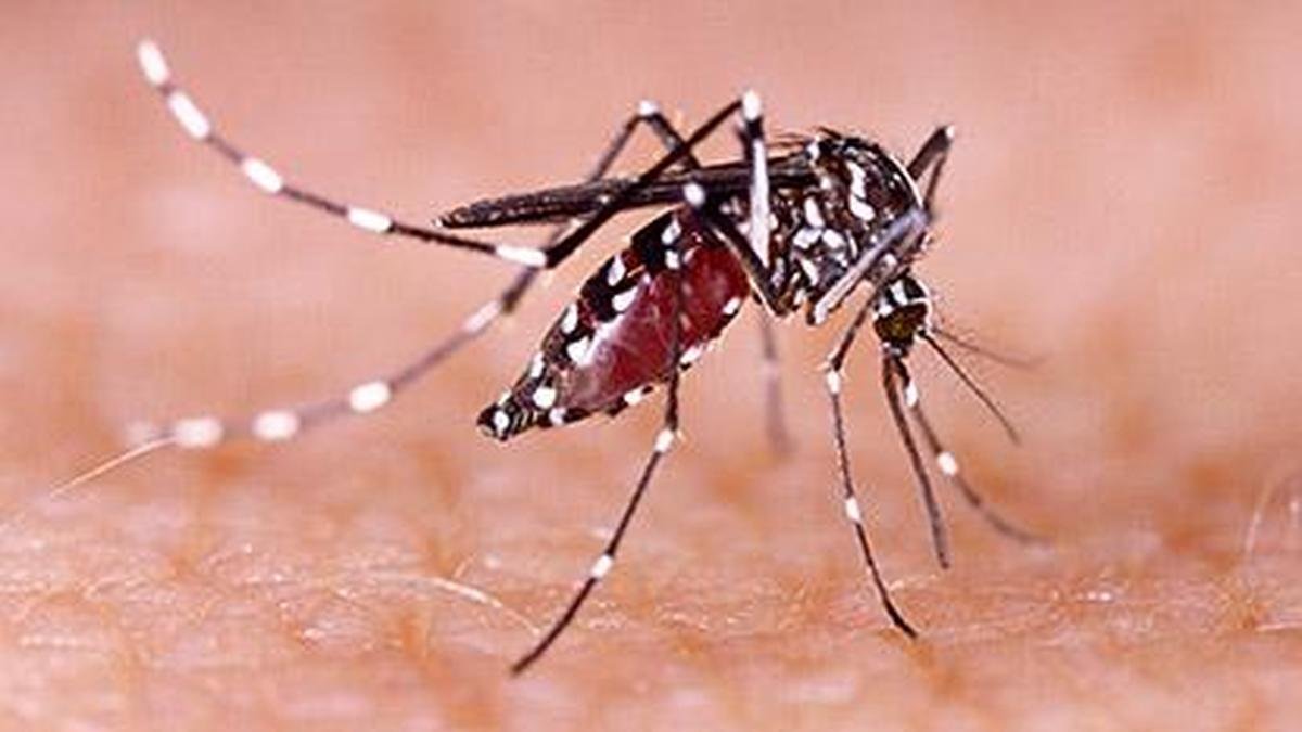 Dengue, influenza in circulation; Chennai hospitals see steady rise in fever cases