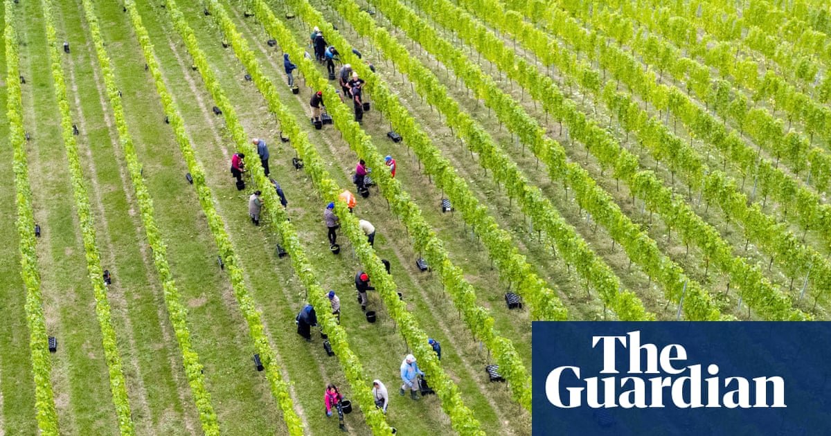 English winemakers expect ‘vintage year’ after record-breaking summer heat