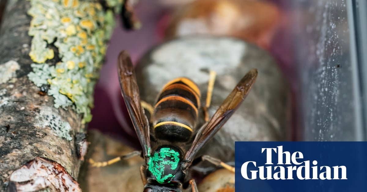 Beekeepers warn of Asian hornet threat and call for UK awareness campaign
