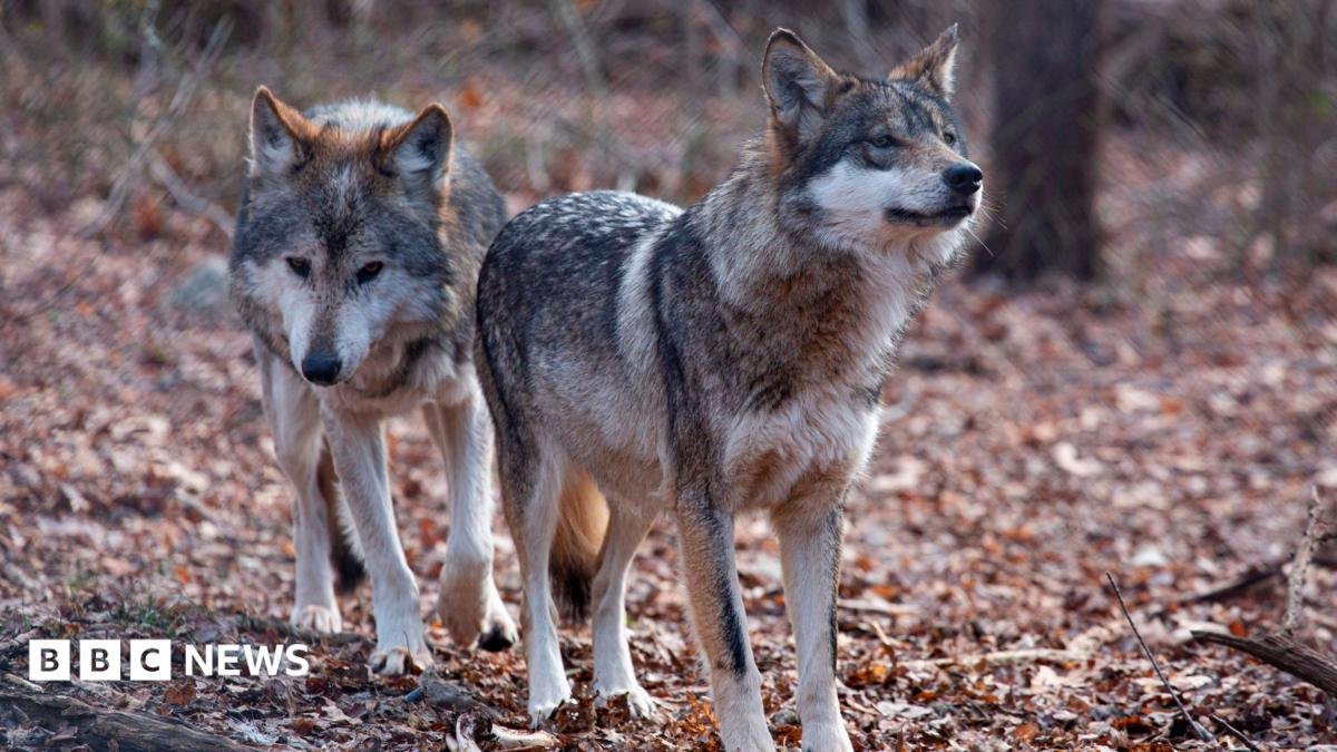 Trump signs order to remove endangered species protection for grey wolves