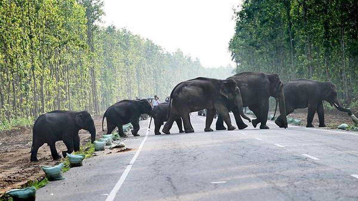 Supreme Court panel urged to halt transfer of Assam elephants to Tamil Nadu
