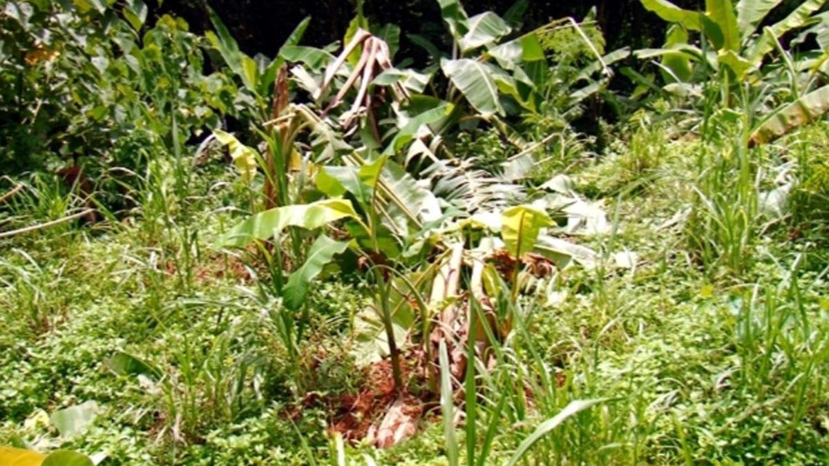 State-level conclave to discuss strategy to address human-wildlife conflict: Minister