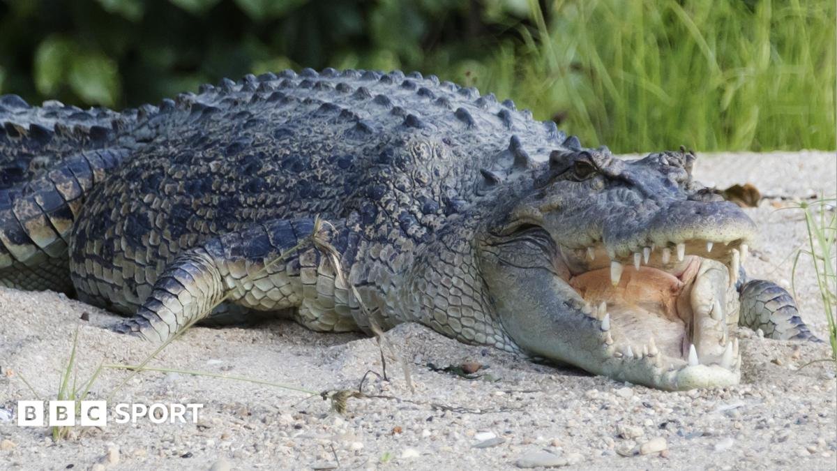 River home to 500 crocodiles chosen as Olympic rowing venue