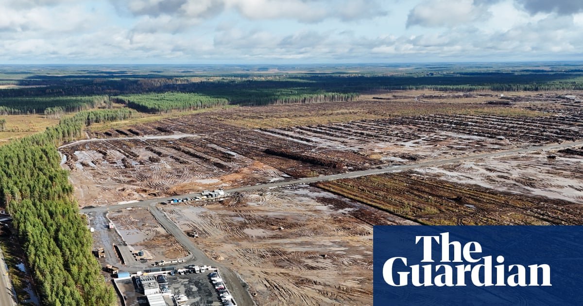 ‘Pure arrogance’: anger in Finland as Google illegally fells 250,000 trees for datacentre