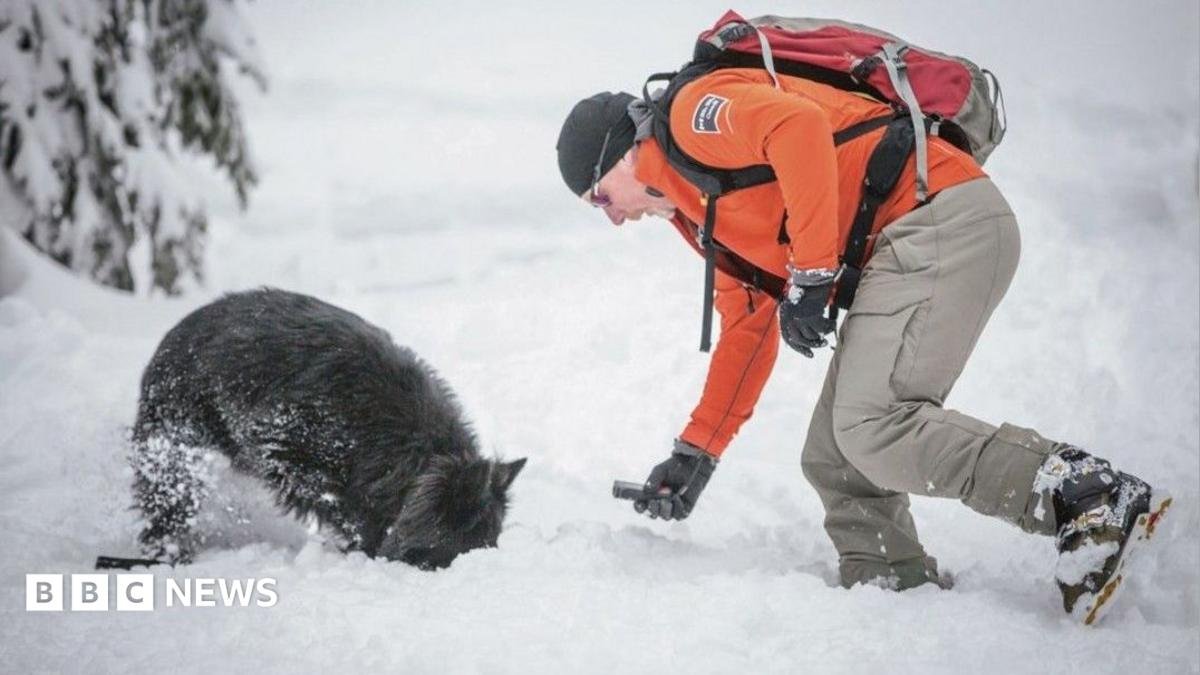 Canada stops using 'avalanche dogs' for rescues in Rocky Mountains, stirring outrage