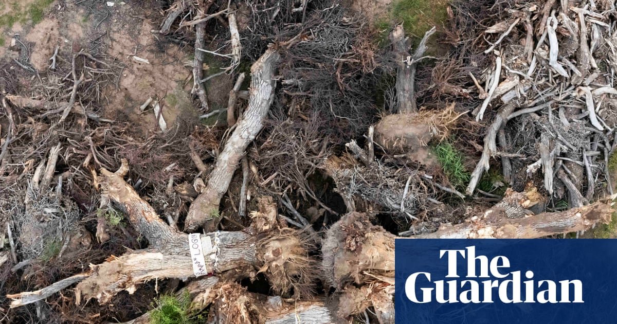 Despair after 200-year-old ‘grandmother’ tree toppled for Trump’s border wall: ‘It crushes your heart’
