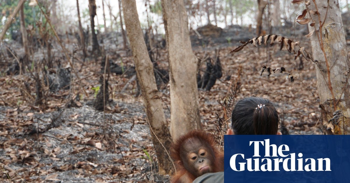 ‘Bunch of baloney’: calls grow for Cop summit reforms as countries on track to fail nature targets