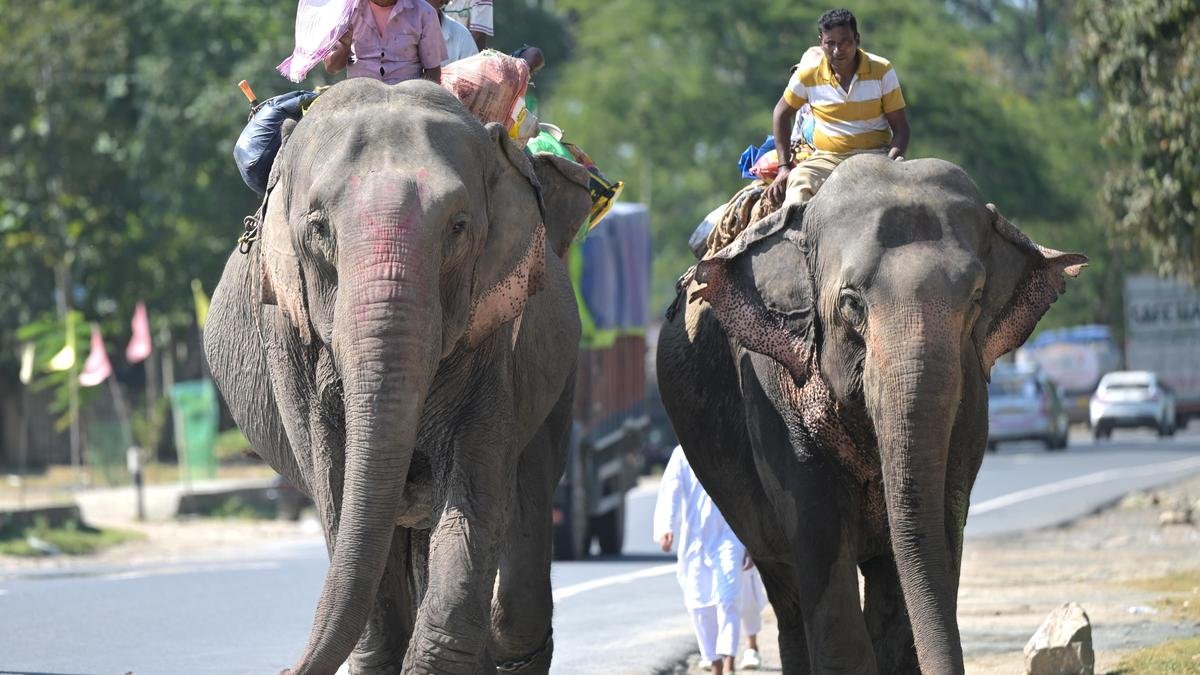 Madras High Court dismisses case over transfer of five juvenile elephants from Assam to Tamil Nadu