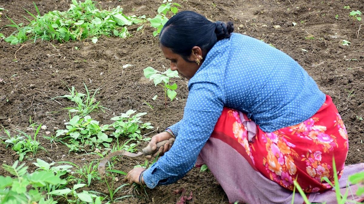 Prepare drought-hit mandal proposals, use multiple indicators to estimate severity: Telangana Agriculture Minister