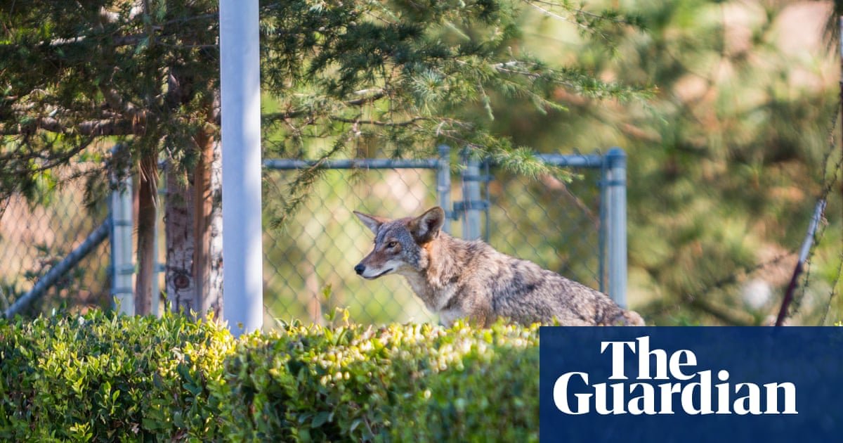 Trendy LA neighborhood’s war over wild coyote erupts after child attacked